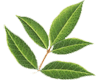 Evodia rutacarpa