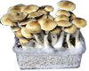 Cubensis mushroom growkit