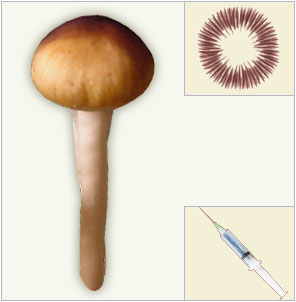psilocybe cubensis mazatapec spores syringe