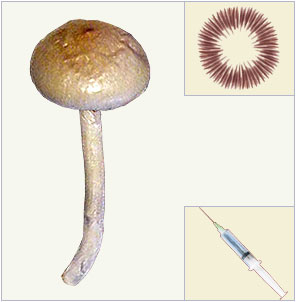 Psilocybe-Cubensis-Cambodia Spores