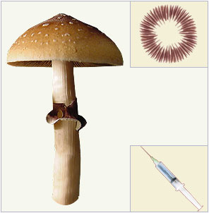 Psilocybe Cubensis