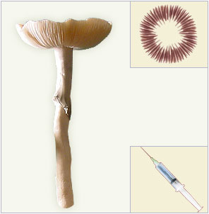 Psilocybe-Cubensis-Thai spores