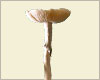 psilocybe-cubensis-thai spores syringe