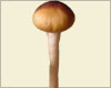 Psilocybe cubensis Mazatapec spores