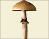 Psilocybe-Cubensis-Equador Spores