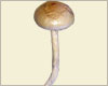 Psilocybe-Cubensis-Cambodia Spores