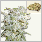 auto-flowering cannabis seeds