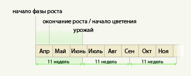 автоцветущих