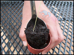 remove the plant carefully without harming the roots