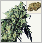 feminized cannabis seeds