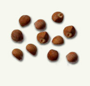 Hawaiian baby woodrose seeds