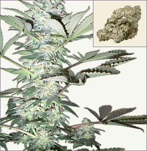 White Snow Weed