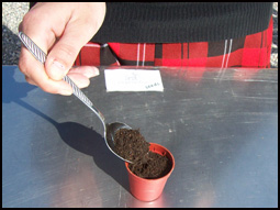 fill the jar with germination soil