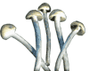 Copelandia Cyanescens