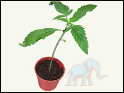 marijuana-plant-15-cm-tall