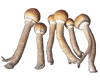 mexican mushroom