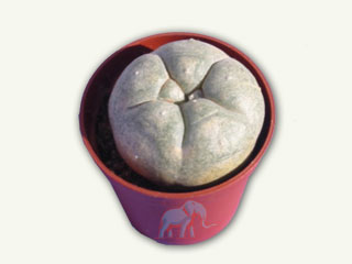 Peyote (2-3 years)