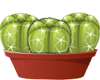 peyote cactus kweek set