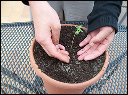 place the plant into the hole and tight it with soil