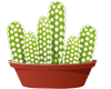 san pedro cactus kweekset (trichocereus pachanoi)
