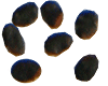 San Pedro Seeds