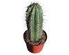 Sanpedro