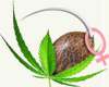 feminized cannabis seeds