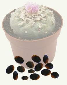 Semillas de Cactus de Peyote