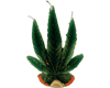 small weedleaf candel