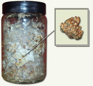 philosopher's stones growkit (psilocybe tampanensis)