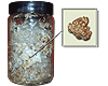 philosopher's stones growkit (psilocybe tampanensis)