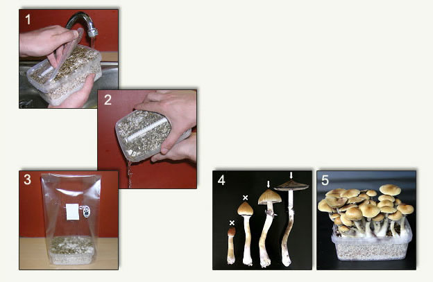 Cubensis mushroom growkit