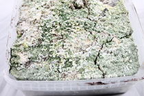 contaminated grow kit