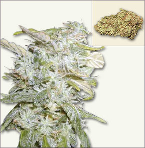 Lowrider vrouwelijke marijuana zaden