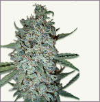 Northern Light x Big Bud feminiserade cannabis frön