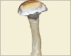psilocybe cubensis Transkei sporen syringe