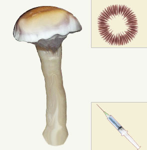 psilocybe cubensis Transkei sporen syringe