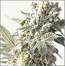 AK 47 XTRM feminized cannabis seeds