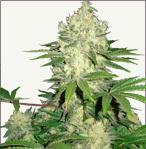 AK 47 autoflowering samen