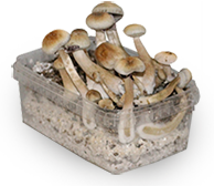 albino cubensis pilz zuchtbox