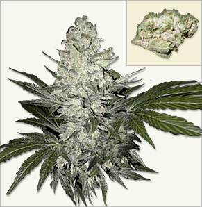 Angelmatic aka Little Angel auto-flowering marijuana seeds
