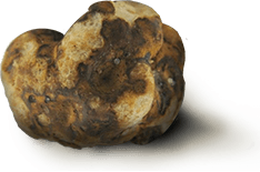 Atlantis Mushroom Truffle