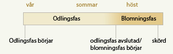 aucannabis fron to blommande