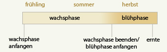 autoblühende Marihuanasamen