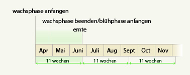 autoblühenden marijuana Pflanze