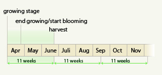 auto flowering4