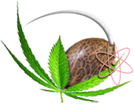 Graines de cannabis à floraison