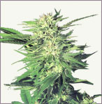 Big Bud marijuana graines