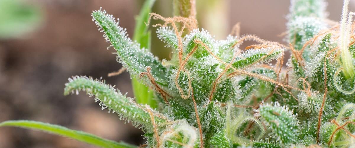 Cannabis Trichomes - What Are They?