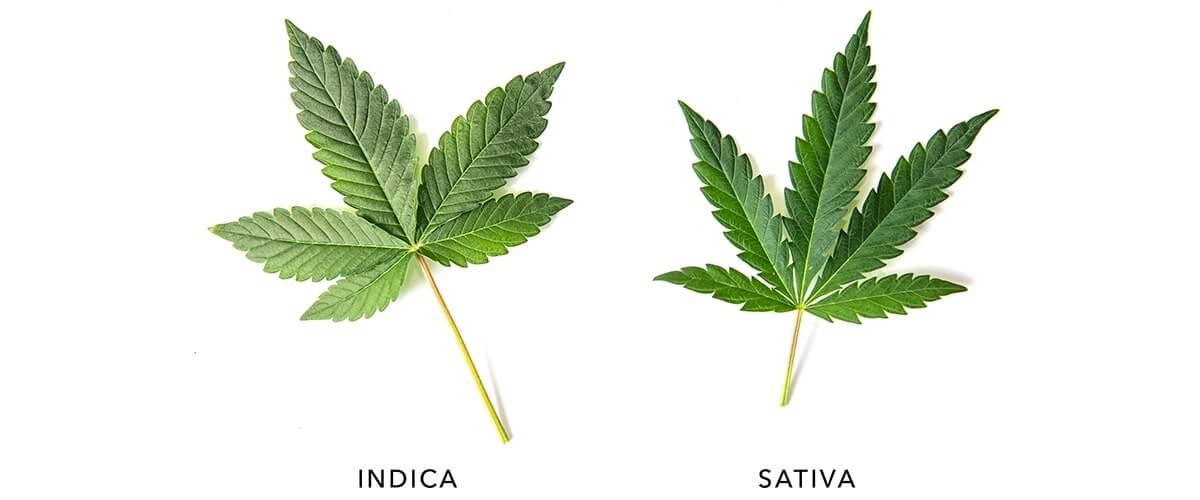 Indica vs. Sativa - Die Wichtigsten Unterschiede